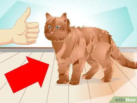 Image intitulée Teach a Cat to "High Five" Step 3